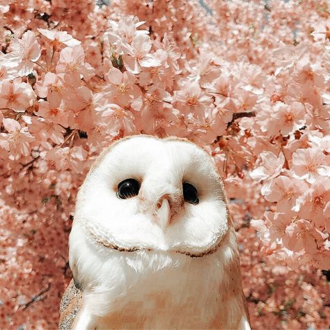 Aesthetic Owl, Follow For More