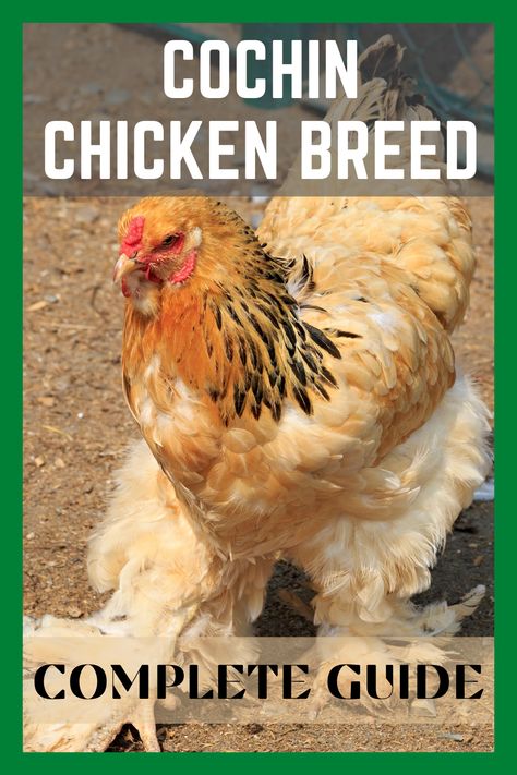 Black Cochin Chicken, Buff Cochin Chickens, Giant Cochin Chickens, Cochin Chickens Colors, Cochin Bantam Chickens, Bantam Cochin Chickens, Chicken Math, Cochin Chickens, Chickens 101