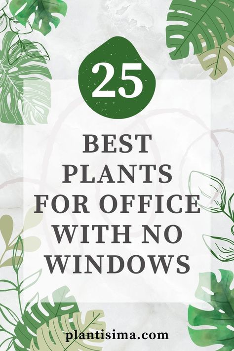Learn some interesting facts and features of the 25 best plants for office with no windows. These low-maintenance plants will thrive even in such conditions. Best Plants For Office, Decorate Office At Work, Office Without Windows, Office With No Windows, Decorate My Office At Work, Best Desk Plants, Plants For Office, Green Office Decor, Work Cubicle Decor