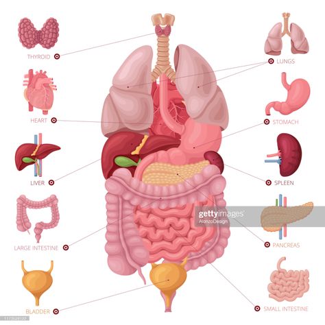 stock illustration : Human internal organs. Anatomy vector. Silhouette Sport, Human Digestive System, Human Body Organs, Reflexology Chart, Human Organ, Human Body Anatomy, Organ System, Nursing School Studying, Medical Anatomy