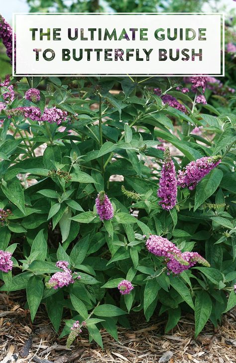 Butterfly Bush Care, Butterfly Bushes, Grow Butterflies, Butterfly Plants, Hummingbird Garden, Butterfly Bush, Pollinator Garden, Flowers Wallpaper, Garden Yard Ideas