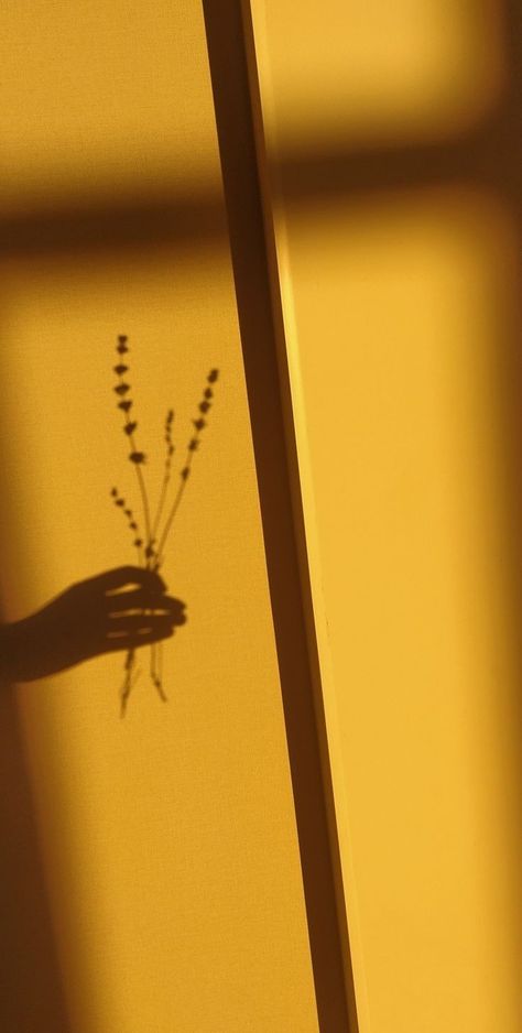 Plant Shadow, Calm Aesthetic, Shadow Light, Light Sun, Be Productive, Plant Aesthetic, Yellow Aesthetic, Lavender Flowers, Light Photography