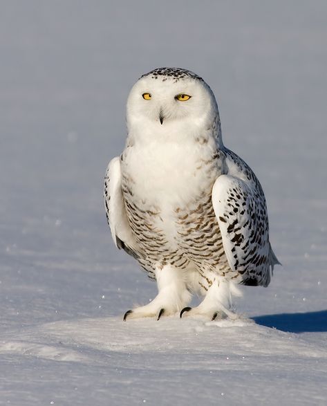 Snowy Owl (Bubo scandiacus) by Rachel Bilodeau - The Owl Pages Gandalf, Snowy Owl, Snowy Owls, Owl Pictures, White Bird, Quebec Canada, On The Ground, Bird Species, Facts About