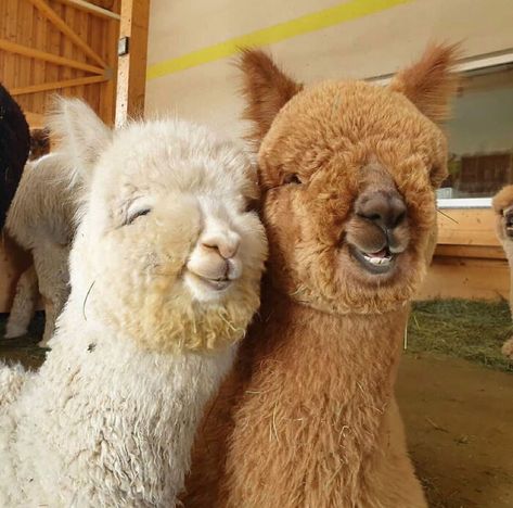 Here's A Photo Of Two Extremely Photogenic Alpacas To (Hopefully) Brighten Up Your Day Instagram, Animals, Tag Your Best Friend, Llama, Alpaca, Best Friend, On Instagram