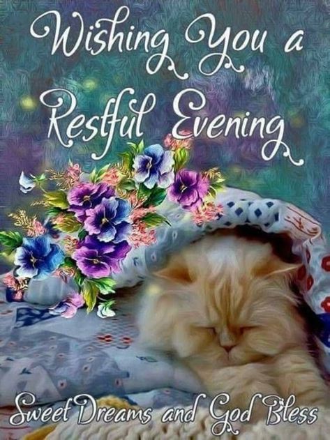 Good Night Meme, Vogel Gif, Sweet Dream Quotes, Good Evening Love, Good Night Cat, Good Evening Messages, Good Evening Wishes, Blessed Night, Evening Quotes