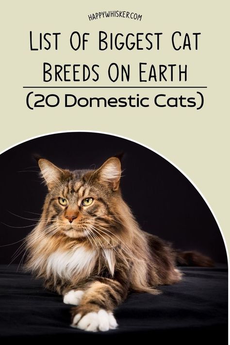 List Of Biggest Cat Breeds On Earth (20 Domestic Cats) Big Domestic Cats, Biggest Cat Breeds, Rare Cats Breeds, Cat Breeds Chart Pictures, Big Domestic Cat Breeds, Maincoon Cat Big, Long Hair Cats Breeds, Unique Cat Breeds, White Cat Breeds