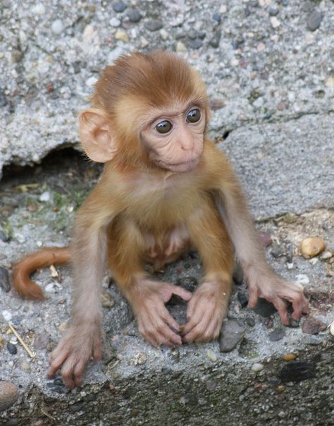 baby rhesus monkey | Explore Stella Solaris' photos on Flick… | Flickr - Photo Sharing! Adorable Monkeys, Rhesus Monkey, Monkey World, Monkey Pictures, Pet Monkey, Monkeys Funny, Cute Monkey, Baby Monkey