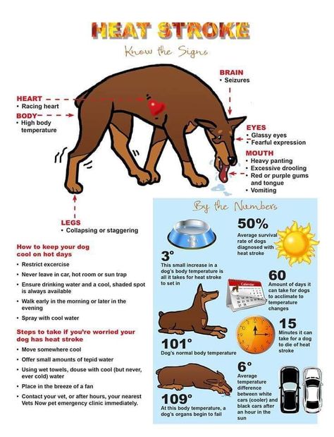 Heat stroke: know the signs. #NoHotPets #HeatExhaustion #DogHeatExhaustion #HeatStroke #DogHeatStroke #CanineHeatStroke #DogSafety #PetSafety #SummerSafety #DogSummerSafety #HeatStress #DogHeatStress #CanineHeatStress Pet Care Tips, Dog Remedies, Dog Health Tips, Dog Information, Dog Facts, Dog Info, Dog Care Tips, Pet Safety, Pet Hacks