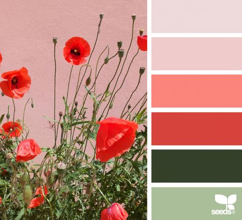 Color Poppy Design Seeds, Poppy Color Palette, Design Seeds Color Palette, Seeds Color Palette, Seeds Color, Poppy Color, Poppy Design, Beautiful Color Combinations, Color Studies