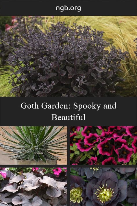 Sedum Back In Black, Black Landscaping Ideas, Gothic Garden Perennials, Black Garden Plants, Back In Black Sedum, Black Perennial Flowers, Black Foliage Plants, Black Plants Outdoor, Gothic Garden Plants