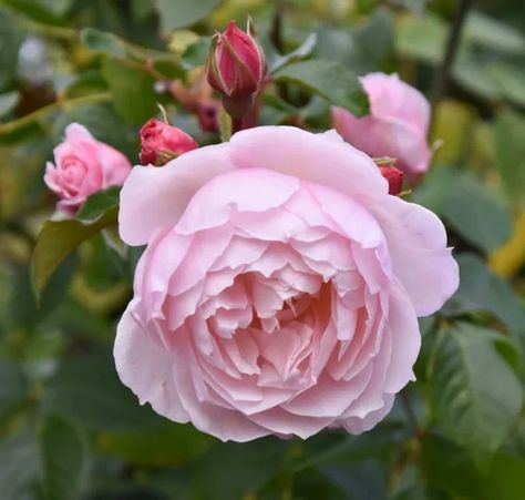 Rosa The Generous Gardener (English Rose) Water Lilies, Nature, English Roses, The Generous Gardener Rose, Generous Gardener Rose, Old English Roses, Walled Garden, Old Rose, English Rose