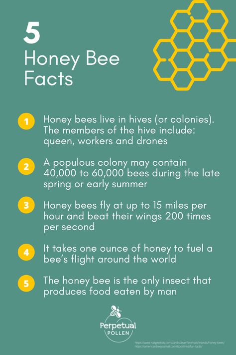 Bee Facts For Kids, Facts About Honey Bees, Facts About Insects, Facts About Bees, Facts About Honey, Fun Facts About Bees, Preschool Bugs, Honey Facts, Honey Ideas
