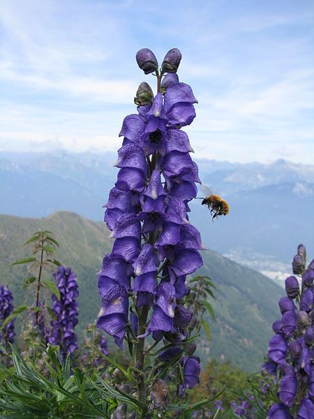 Deadly Garden, Aconitum Napellus, Poison Garden, Greek Flowers, Poisonous Plants, Herbaceous Perennials, Hardy Perennials, Language Of Flowers, Perennial Plants