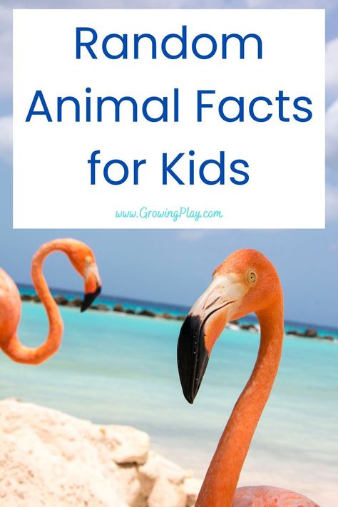Learn some fun random animal facts for kids in this blog post. There's sure to be something new to learn PLUS free PDF printables. Whale Facts For Kids, Elephant Facts For Kids, Turtle Facts For Kids, Dolphin Facts For Kids, Random Animal Facts, Animal Trivia, Group Of Crows, Weird Animal Facts, Penguin Facts