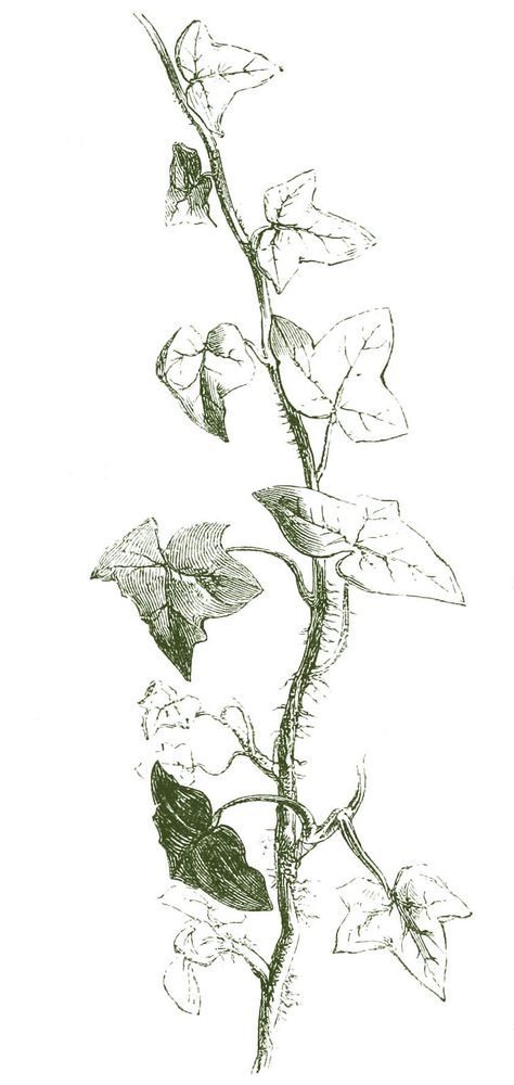 Drawing of English Ivy Poison Ivy Vine, Ivy Draw, Poison Ivy Tattoo, Ivy Plant Indoor, Poison Ivy Plants, Ivy Tattoo, Ivy Flower, Boston Ivy, Vine Drawing