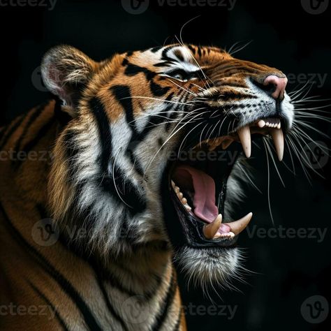 detailed close up portrait of roaring tiger animal on black background, generative ai Animal Roaring, Tiger Reference Photo, Tiger Roaring Photography, Tiger Reference, Tiger Profile, 3d Tiger, Funny Tiger, Angry Tiger, Tiger Roaring