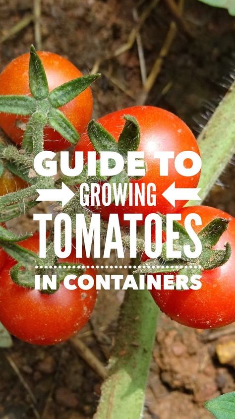 Guide to Growing Tomatoes in Containers Tomato Container Gardening, Vertical Container Gardening, Best Tasting Tomatoes, Growing Tomatoes Indoors, Tomatoes In Containers, Tips For Growing Tomatoes, Growing Organic Tomatoes, Growing Tomato Plants, Ant Control