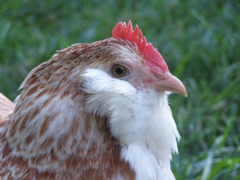 PRP Salmon Faverolle Salmon Faverolle, Hen With Chicks, Backyard Coop, Wee Wee, Mother Hen, Raising Chicks, Chicken Pictures, Animal Husbandry, Beautiful Chickens