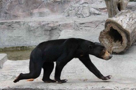 The Malayan Sun Bears Look Like Humans Wearing a Bear Costume Bears, Sun, Memes, Funny, Sun Bear