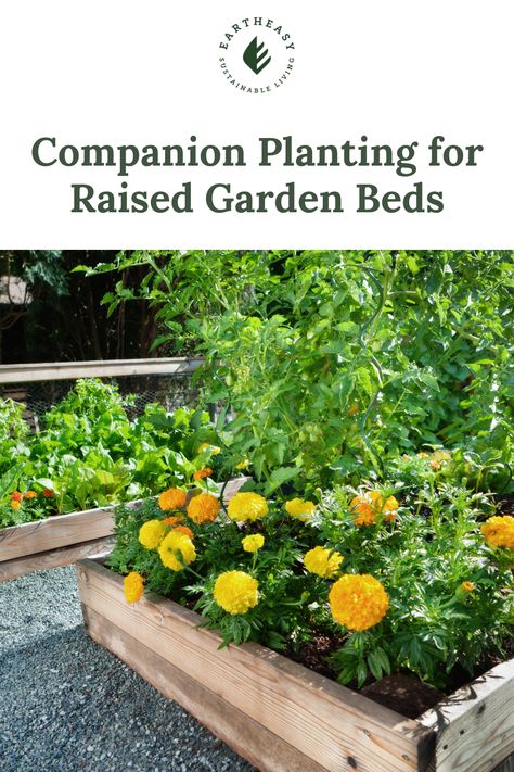 Did you know that pairing certain plants together in your raised beds can improve your harvest? In addition to giving you more flavorful veggies, companion planting can reduce your reliance on chemical pesticides and improve the biodiversity in your garden. How To Plant Raised Garden Beds, Fall Garden Companion Planting, Raised Garden Planting Layout, What To Plant Together In Raised Beds, Garden Pairing Companion Planting, Companion Planting Chart Raised Beds, What To Plant In Raised Garden Beds, 4x4 Raised Garden Bed, Planter Gardens