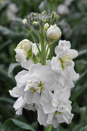 15. Matthiola incana -Violier. Sterk geurende bloem, zomerbloem, oogst met wortels. White Stock Flower, White Stocks, Matthiola Incana, Victorian Language, Beauty Flowers, Stock Flower, White Plants, Line Flower, Moon Garden