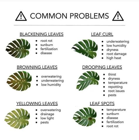 Monstera Plant Care, Plant Diary, Plant Care Houseplant, Plant Hacks, Plant Problems, Inside Plants, Growing Plants Indoors, Best Indoor Plants, Monstera Plant