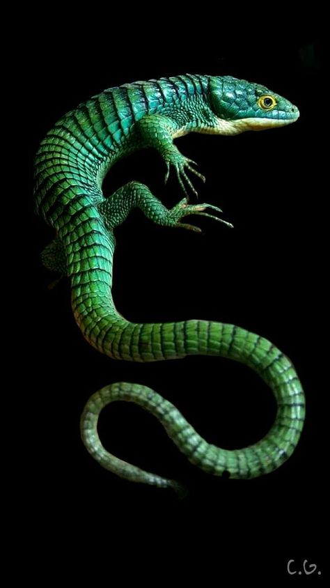 Iguanas, Mexican Alligator Lizard, Lizard Spirit Animal, Cool Lizards, Lizard Reference, Geko Lizard, Reptile Photos, Colorful Reptiles, Lizard Pictures