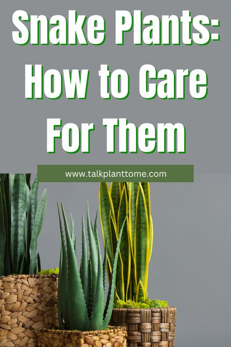 Snake Plants: How to Care For Them – | Talk Plant To Me | Sansevieria Cylindrica, Snake Plant Care, Plant Containers, Snake Plants, Sansevieria Trifasciata, Homes Around The World, Beautiful Snakes, Inside Plants, Plant Guide