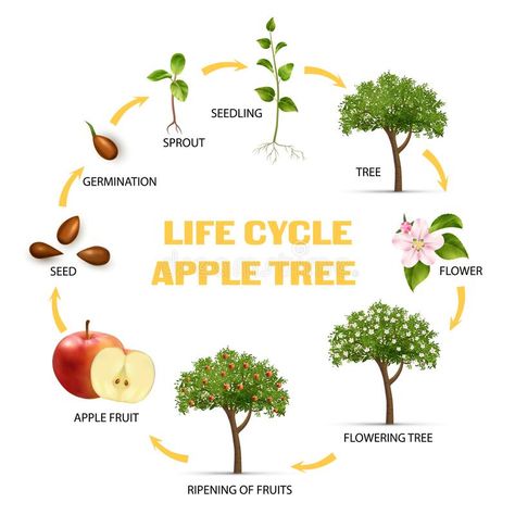 Apple Life Cycle Infographic Set. Apple tree life cycle infographic set realistic vector illustration stock illustration Life Cycle Of A Apple, Tree Cycle Preschool, Tree Life Cycle Preschool, Tree Metaphor, Life Cycle Infographic, Life Cycle Of A Tree, Performance Quotes, Abstract Infographic, Cycle Infographic