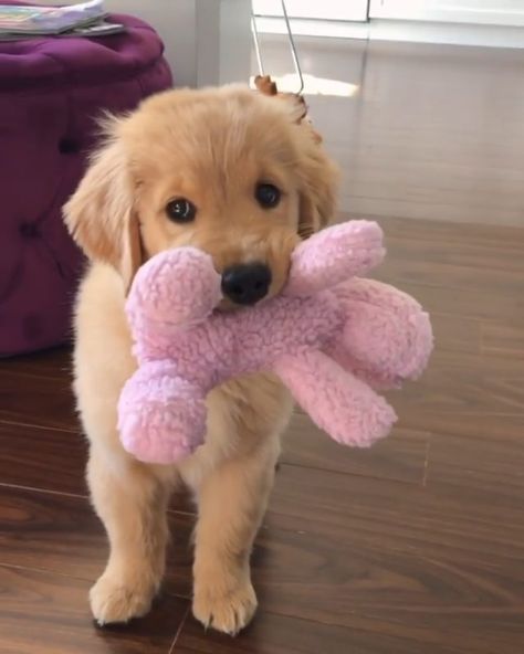 Golden Retriever Girl, Perros Golden Retriever, Chien Golden Retriever, 골든 리트리버, Very Cute Puppies, Cute Dogs Images, Dog Smells, Super Cute Puppies, Cute Animals Puppies