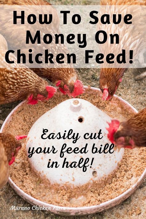 Chickens around feeder eating Chicken Feed Storage, Chicken Feed Diy, Chicken Backyard, Food For Chickens, Chickens Backyard Breeds, Chicken Coop Garden, Chicken Feeders, Chicken Coop Run, Diy Chicken Coop Plans