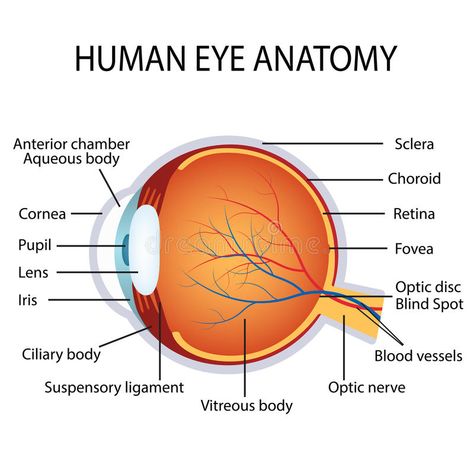 Eye Diagram Anatomy, Body Anatomy Drawing, Human Eye Diagram, Anatomy Of The Eye, Human Eye Anatomy, Eye Diagram, Anatomy Of Human, Biology Diagrams, Eye Structure