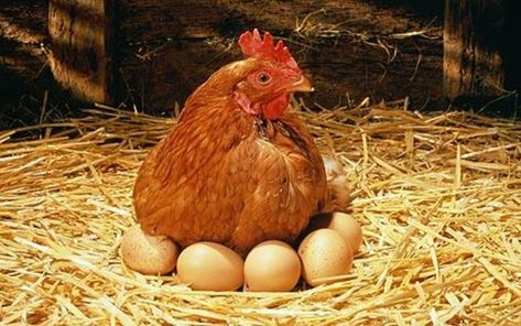 Preserve Eggs, Jambu Biji, Chicken Coloring Pages, Chicken Coloring, Egg Pictures, Egg Laying Chickens, Laying Hens, Egg Production, Factory Farming