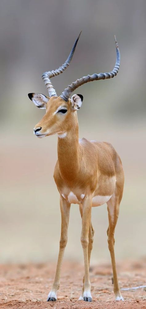 Unusual Animal Wildlife Deer photography: The rare south african animals | amazing animal One of the most iconic animals of South Africa is the lion. These animals are the largest predators in Africa and are known for their strength and power. Lions can be found in a variety of habitats but are most commonly seen in grasslands and Savannahs. Antelope Wallpaper, African Animals Photography, South African Animals, Deer Photography, African Antelope, Animal Photography Wildlife, Deer Photos, Africa Wildlife, Africa Animals