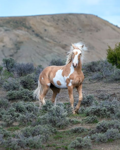 Wild Horses Mustangs, Different Horse Breeds, Wild Horses Photography, Wild Animals Photography, Pinto Horse, Palomino Horse, Mustang Horse, Horse Aesthetic, Most Beautiful Horses