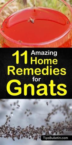 How Do You Get Rid Of Gnats In The House, Essential Oil For Gnats, Rid Of Gnats In The House, Gnat Infestation In House, Natural Gnat Repellant, Gnats Outside How To Get Rid Of, How To Get Rid Of Gnats In The Kitchen, Getting Rid Of Gnats In The House, Gnat Repellant Outdoor