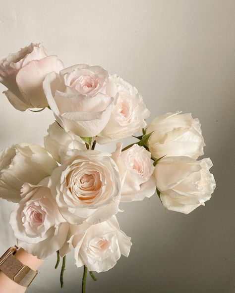 Rose Aesthetic Flower, White Rose Aesthetic, White Roses Aesthetic, Rose Flower Aesthetic, Flower Profile, Blush Pink Aesthetic, Beige Roses, Soft Pink Roses, Soft Pink Flowers