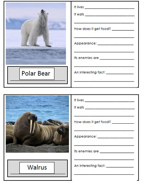 Arctic Animal Fact File Cards: 24 animals...Great for planning informational writing and/or research Biomes Activities, Cool Animal Facts, Animal Fact File, Arctic Animals Preschool, Animal Information, Animal Facts For Kids, Winter Classroom Activities, Animals Preschool, Artic Animals