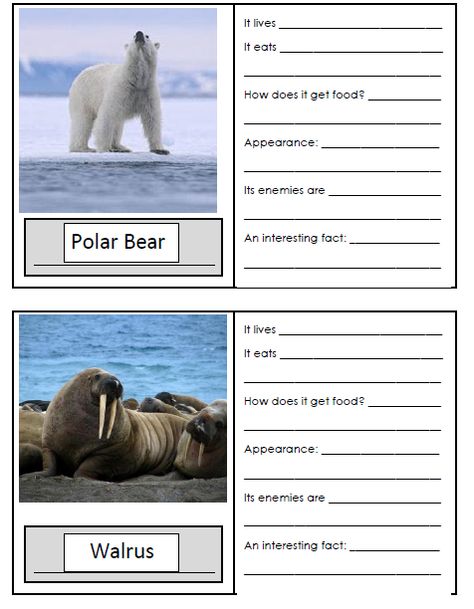 Arctic Animal Fact File Cards: 24 animals...Great for planning informational writing and/or research Cool Animal Facts, Biomes Activities, Animal Fact File, Arctic Animals Preschool, Animal Information, Animal Facts For Kids, Winter Classroom Activities, Animals Preschool, Artic Animals