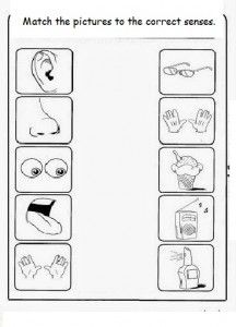 Free 5 senses worksheet for kids | Crafts and Worksheets for Preschool,Toddler and Kindergarten Five Senses Kindergarten, 5 Senses Preschool, 5 Senses Worksheet, Five Senses Worksheet, Preschool Activity Sheets, Five Senses Preschool, Fargelegging For Barn, Senses Preschool, My Five Senses