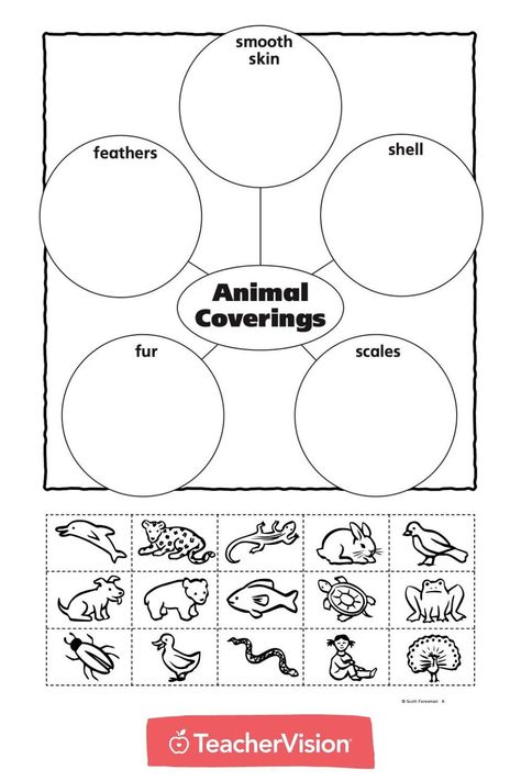 With this animal coverings printable cut and paste activity, students paste pictures of animals to their corresponding outer covering: fur, scales, shells, feathers, or smooth skin. #cutandpasteworksheets Fur Feathers Scales Activities, Animal Coverings Kindergarten, Animal Coverings Activities, Animal Coverings, Skin Craft, Zoo Theme, Kindergarten Projects, Certificate Background, File Folder Activities
