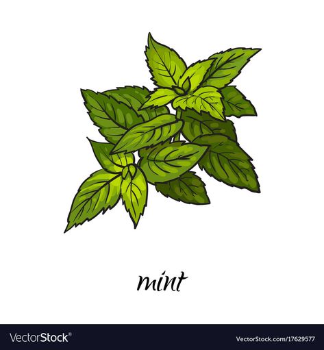 Mint Leaves Drawing, Mint Illustration, Botanical Sketching, Oni Mask Tattoo, Cartoon Sketch, Minted Art, Oni Mask, Kitchen Herbs, Mask Tattoo
