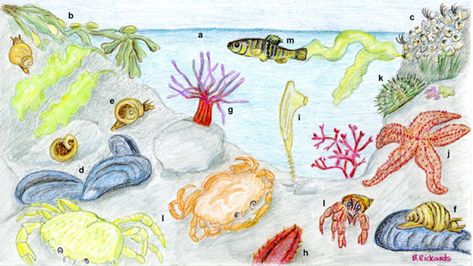 CZ-Tip - Learn What Lurks in a Massachusetts Tide Pool | Mass.gov Santa Letter Template Free Printable, Pool Drawing, Sea Squirt, Sea Life Theme, Santa Letter Template, Letter Templates Free, Tide Pool, Rocky Shore, Tiny Plants