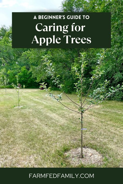 Nature, Planting An Apple Tree, Winterizing Fruit Trees, Pruning Apple Trees Branches, How To Plant An Apple Tree, When To Plant Apple Trees, How To Care For Apple Trees, What To Plant Under Apple Trees, Apple Trees Growing
