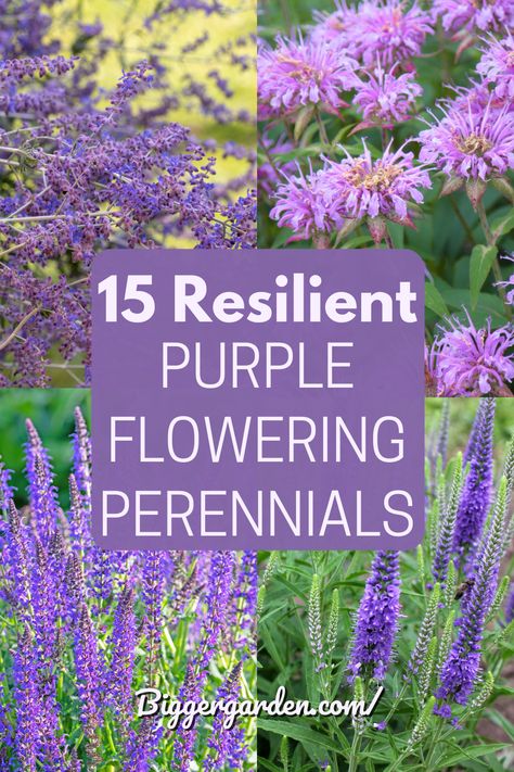 From deep violets to soft lavenders, purple perennials are the heartthrobs of the garden world. Discover our 15 must-have plants by clicking through and don’t forget to follow us for more gardening tips and tricks. Purple Garden Border, Purple Perennial Garden, Violet Garden Aesthetic, Purple Bulbs Flowers, Purple Tall Flowers, Lavender Aesthetic Landscape, Purple Perennials Landscapes, White Purple Garden, Salvia Flower Bed