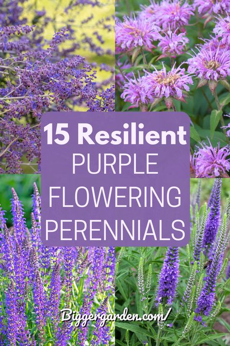 From deep violets to soft lavenders, purple perennials are the heartthrobs of the garden world. Discover our 15 must-have plants by clicking through and don’t forget to follow us for more gardening tips and tricks. Purple Garden Border, Wild Flowers Purple, Violet Garden Aesthetic, Lavender Aesthetic Landscape, Purple Perennial Garden, Purple Perennials Landscapes, Purple Tall Flowers, White Purple Garden, Purple Shade Plants