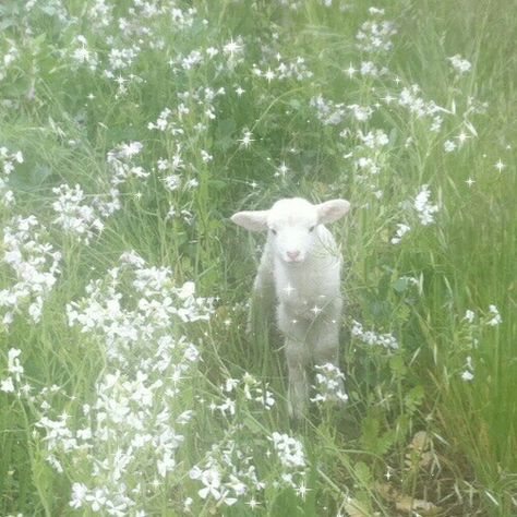 Fotografi Bawah Air, Hijau Mint, Mint Green Aesthetic, Fairycore Aesthetic, Baby Sheep, Ethereal Aesthetic, Baby Lamb, 흑백 그림, Fairy Aesthetic