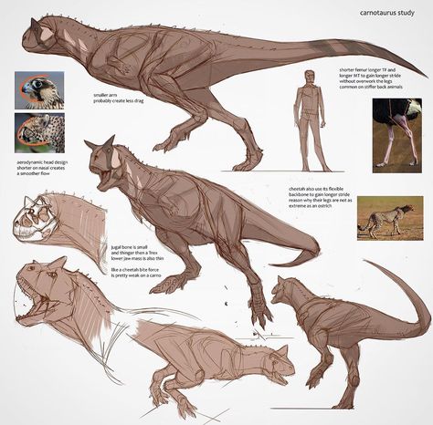 Jon Kuo on Instagram: “Carnotaurus study  disclaimer! I'm not a paleontologist or a paleobiologist and I never claim to be an animal expert I'm just a concept…” T Rex Drawing Reference, Paleoart Illustrations, Prehistoric Animals Art, Dinosaur Art Reference, Carnotaurus Sketch, Carnotaurus Paleoart, Dinosaur Anatomy Drawing, Dinosaur Drawing References, Carnotaurus Drawing