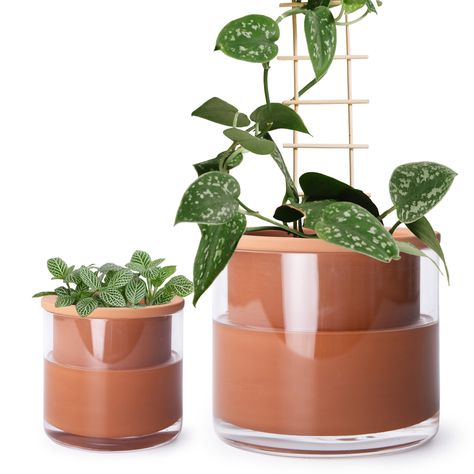 PRICES MAY VARY. Self-watering System: The bottom section of the white terracotta pot is unglazed, just fill the glass container with water to ensure plants will absorb only what they need through the terracotta pot walls. Terracotta + Glass: Elegant modern design self watering plants pot with ingenious natural breathable terra cotta material and clear glass container. See the water surplus just from a glance. Dimensions: Medium: 7" Outer Diameter ( 5.9" Inner Diameter) × 6.2" Height; Small: 4.8