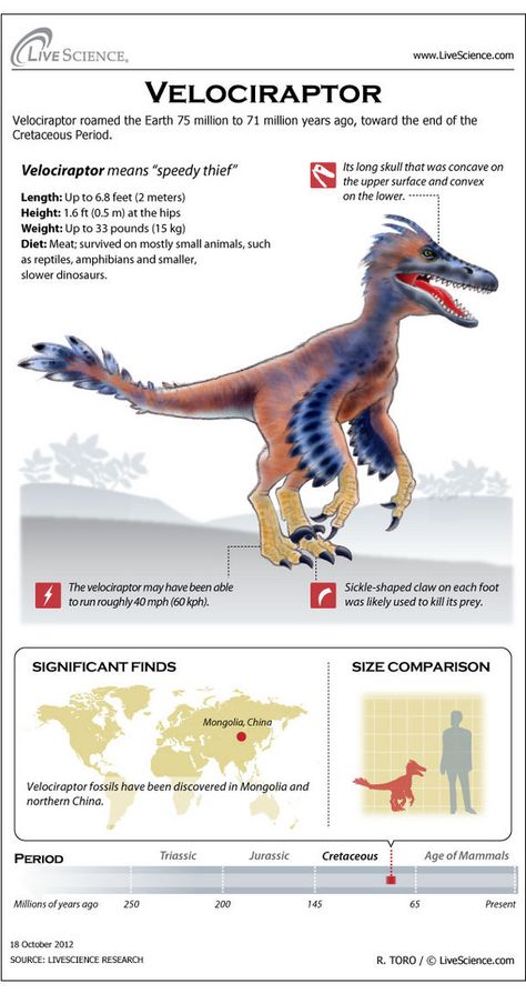 Learn about the horns, bones, habitat and other secrets of Velociraptor. Dinosaur Facts, Prehistoric World, Dinosaur Activities, Ancient Animals, Extinct Animals, Dinosaur Fossils, Dinosaur Theme, Jurassic Park World, Dinosaur Art